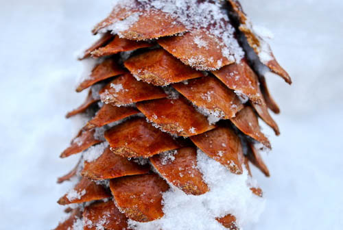 Winter Pinecone by Aubrey Laughlin